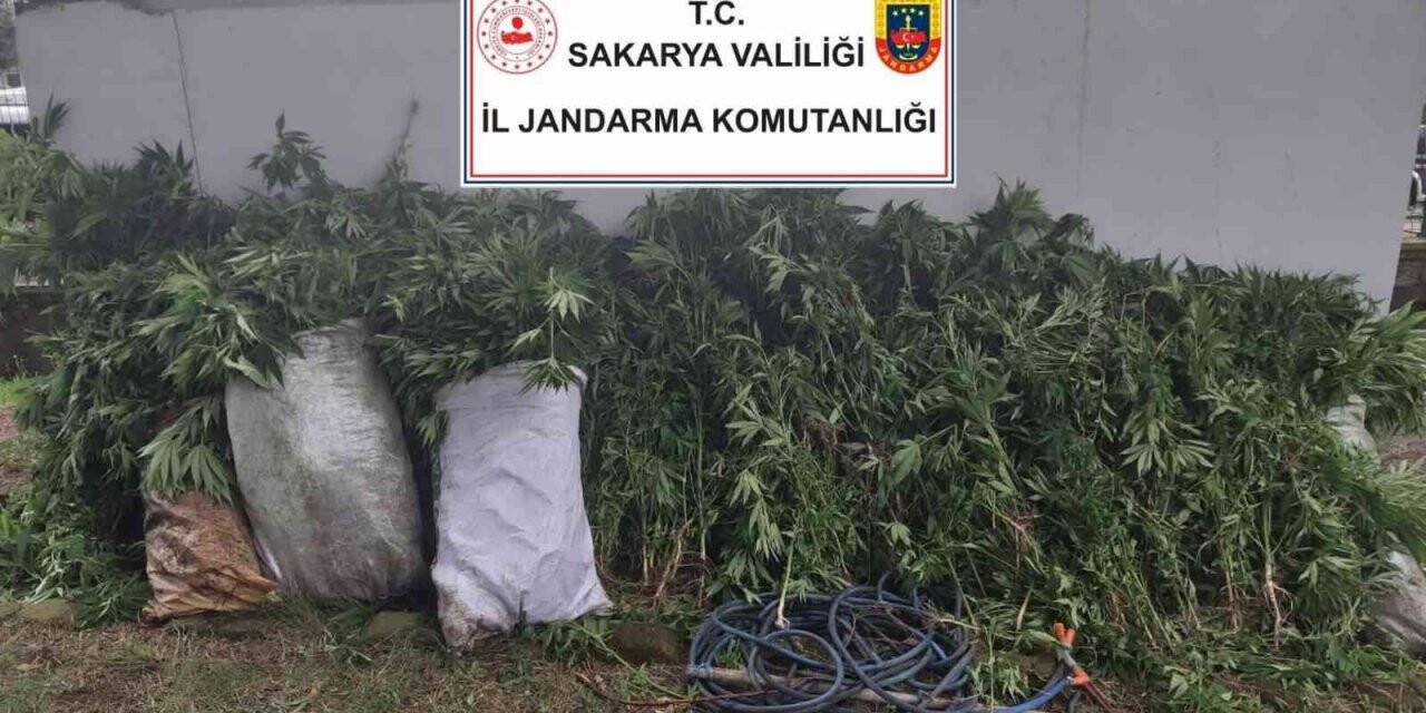 Evlerinin bahçelerinde Hint keneviri yetiştiren 3 kişiye gözaltı