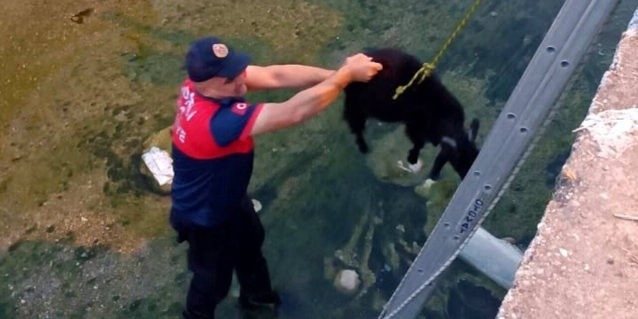 Dereye düşen keçiyi itfaiye ekipleri kurtardı