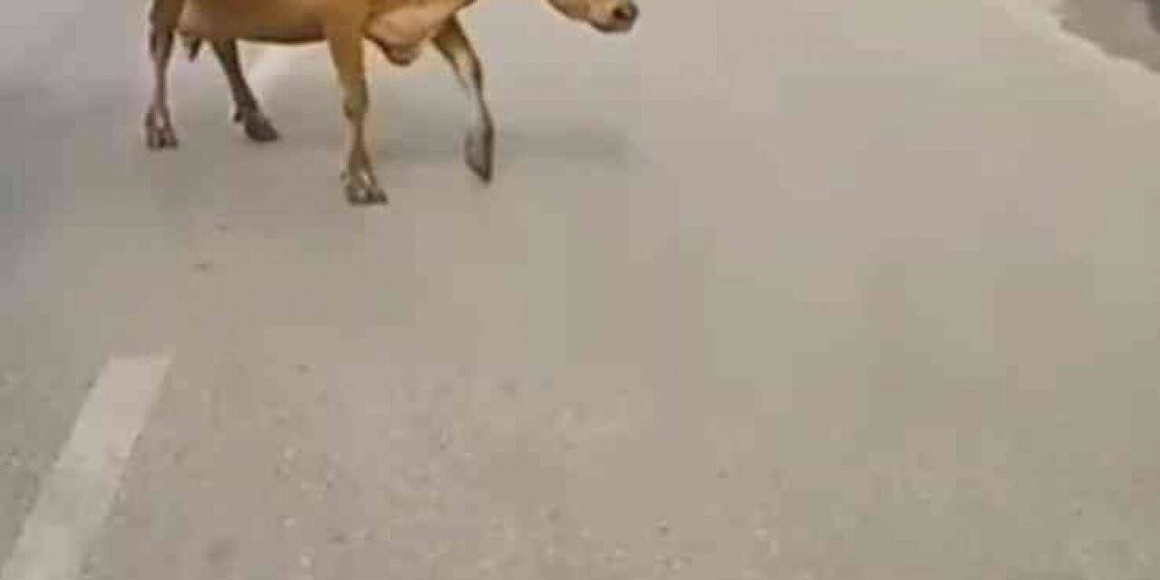 Ana yola inen inekler araç sürücülerine zor anlar yaşattı