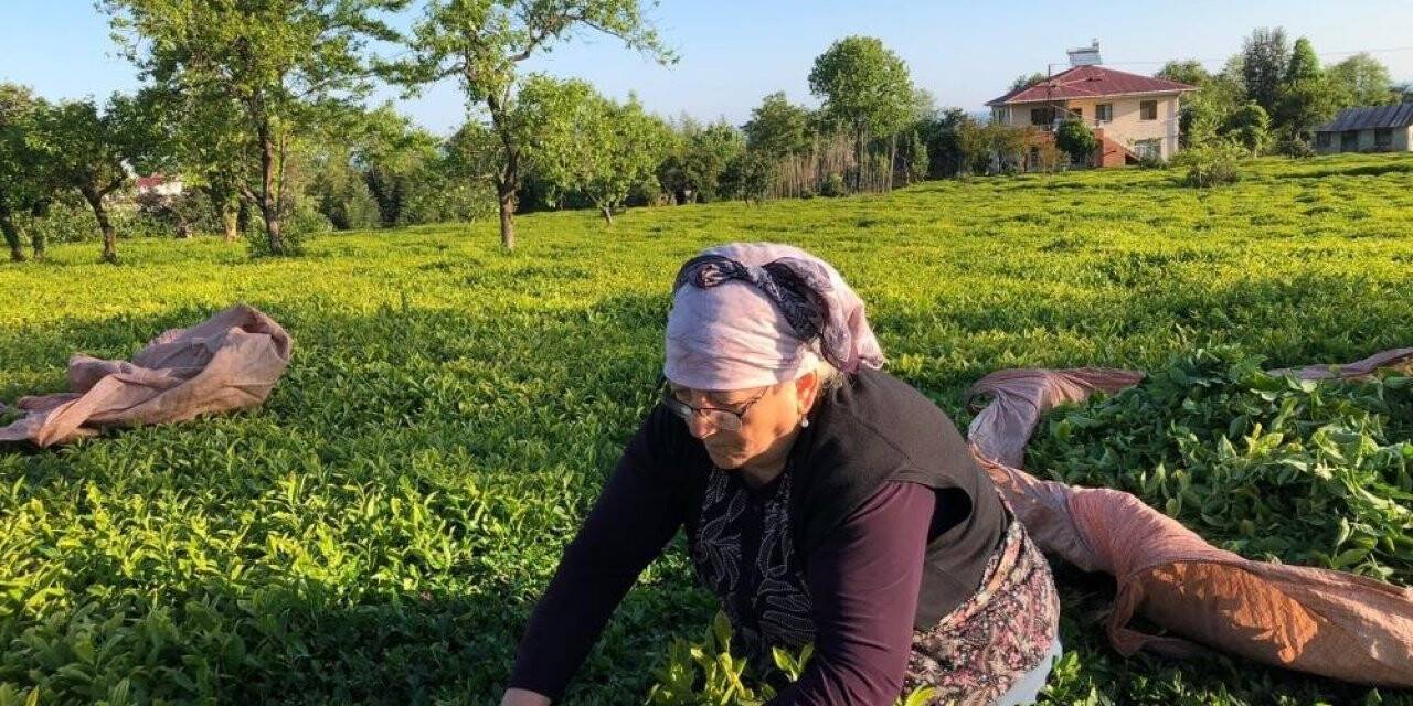 Özel sektör çay alımında ÇAYKUR’u solladı