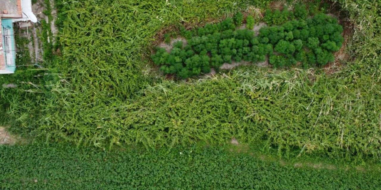 Bahçesine ektiği kenevirler dronla tespit edildi