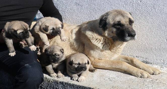 Uzman Kangal Yetiştiricisi uyardı: “Yavru Kangal alırken dikkat”