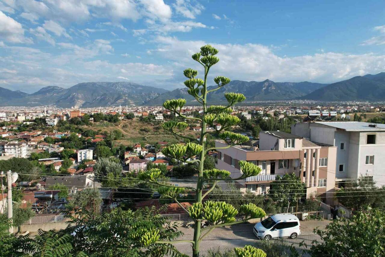 Ömründe bir kere çiçek açan sabır otu Denizli’de ortaya çıktı
