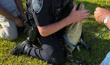 ABD’de polis timsahı elleriyle nehre götürdü