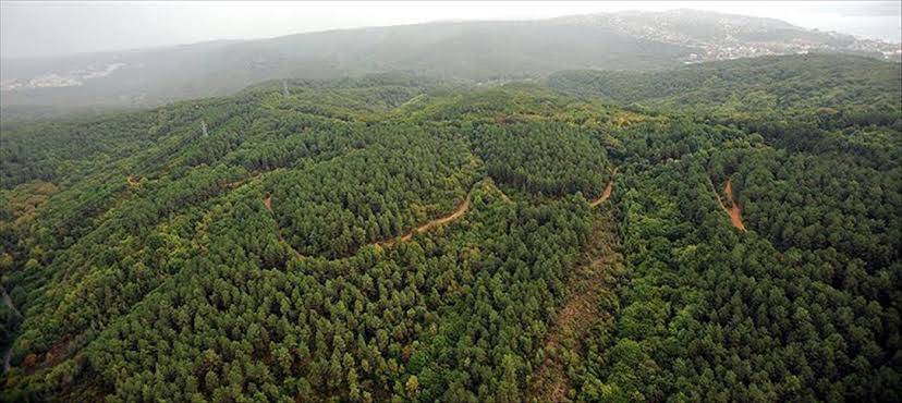 İstanbul’da ormanlık alanlara girişler 31 Temmuz’a kadar yasaklandı