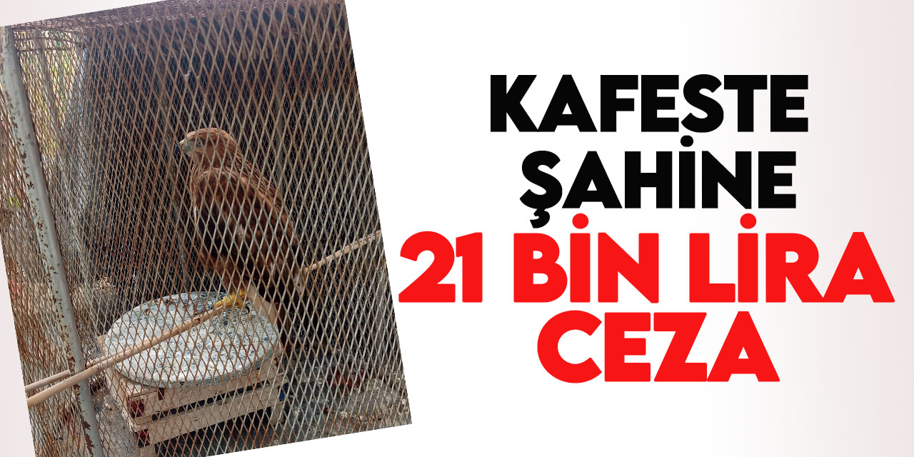 Konya'da kafeste şahin besleyen kişiye 21 bin 935 lira ceza kesildi