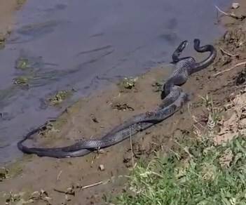 Bingöl’de 1,5 metrelik yılanların dansı görüntülendi