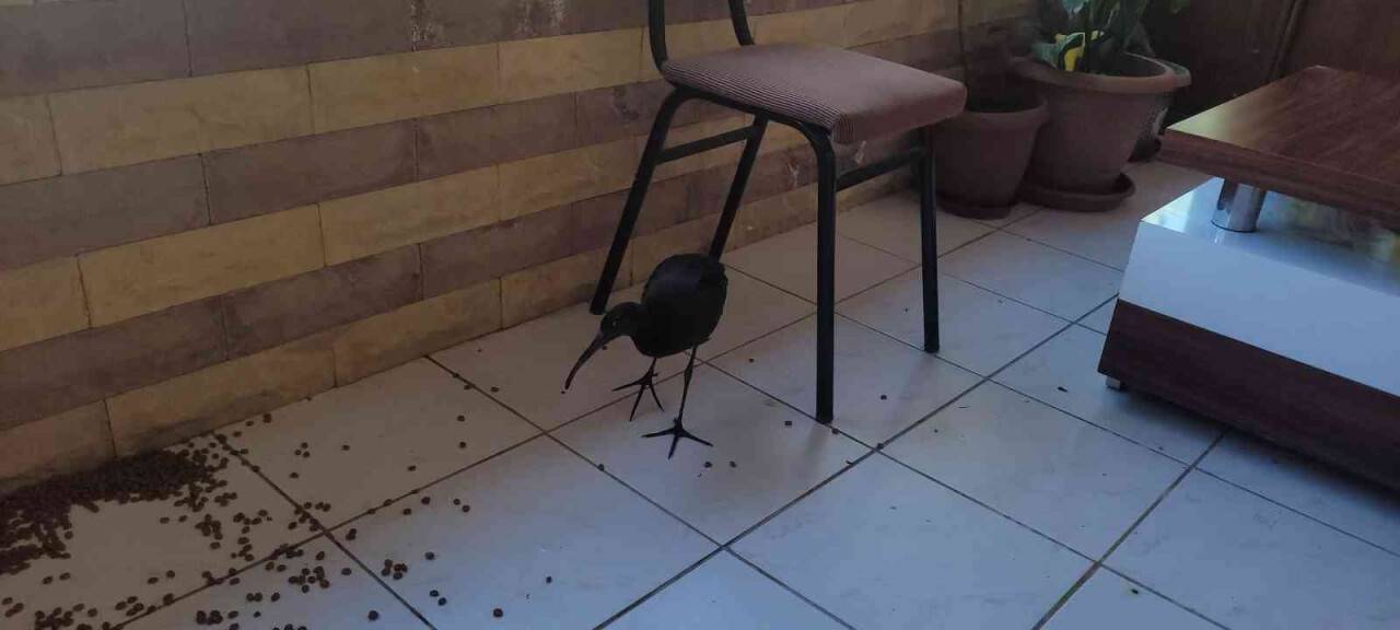 Kedilerin yaraladığı nesli tükenmekte olan ’kelaynak’ koruma altına alındı