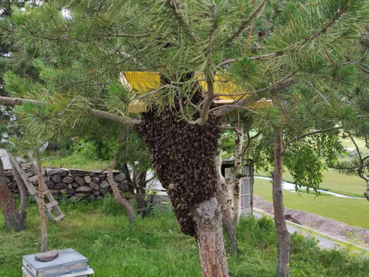 Arı kolonisi firarda