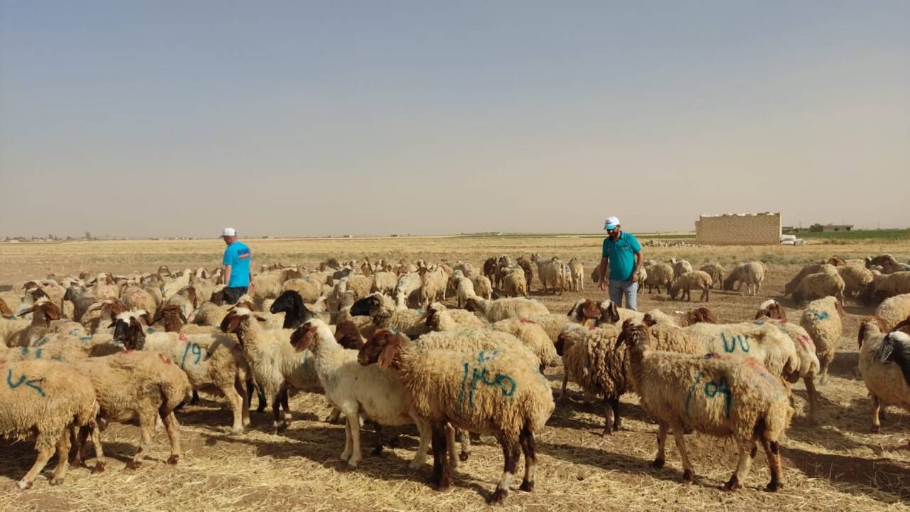 Ribat kurbana hazır