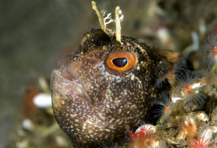 Bursa'nın maviye açılan kapısı Gemlik Körfezi su altı kamerasıyla görüntülendi
