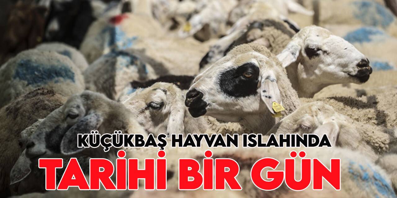 "Koyun ve Keçi Türü Hayvanlarda Ulusal Islah Programının Hazırlanması ve Yürütülmesine Dair Protokol" imzalandı