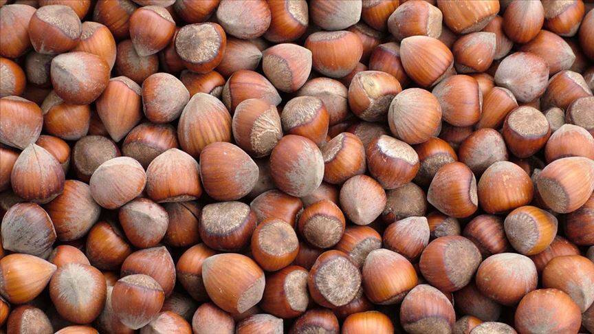 2022 yılı fındık rekolte tahmin çalışması yapıldı