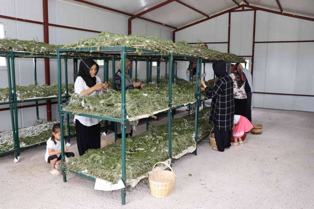 İpek Böceği Besleme Evi projesinde ilk koza hasadı yapıldı