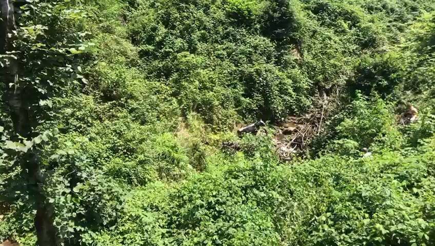 Rize’de kaçan boğa sahibini hastanelik etti