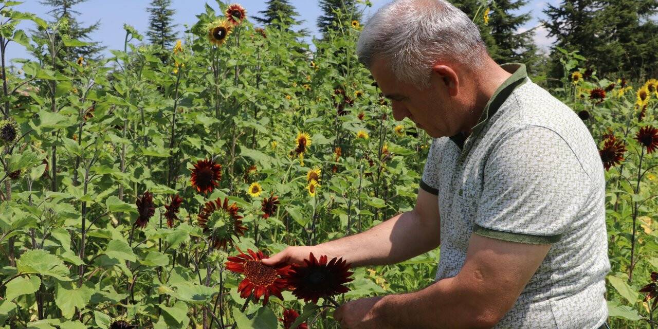 Kırmızı ayçiçekleri çiçek açtı