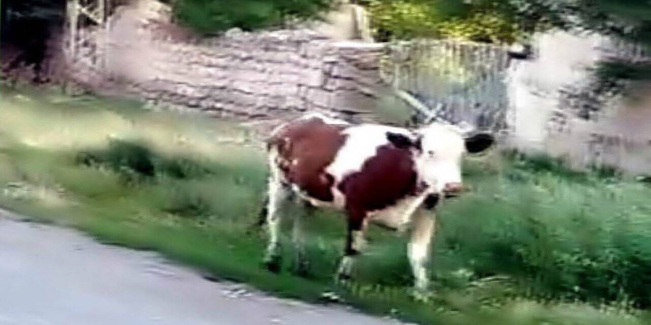 Kurbanlığın firarı 2 gün sürdü