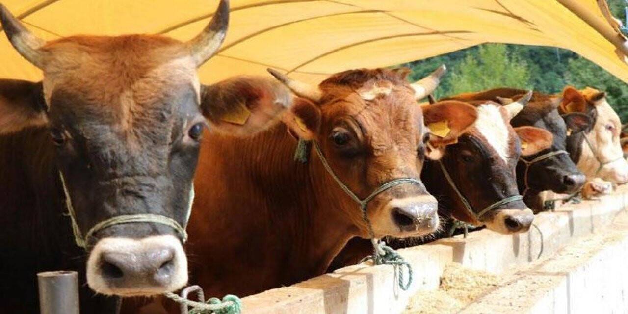 Et ve Süt Kurumu, üreticilerin kurbanlıklarını satın alacak