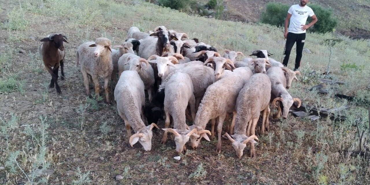 Konya'da kaybolan 21 koyun dron ile bulundu