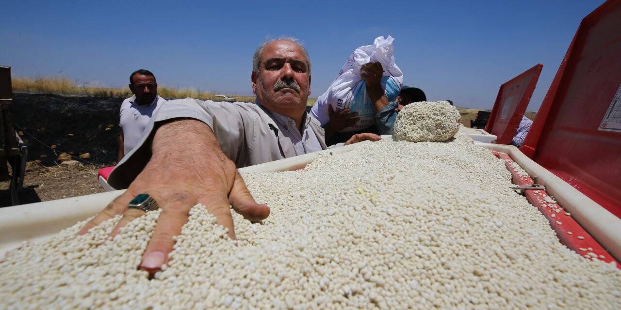 Bereketli topraklarda buğday hasadı bitmeden mısır ekimi başladı