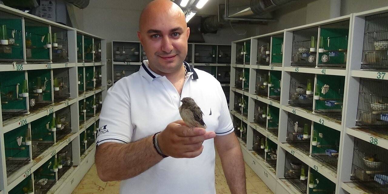 Şampiyon kanaryalar böyle yetişiyor