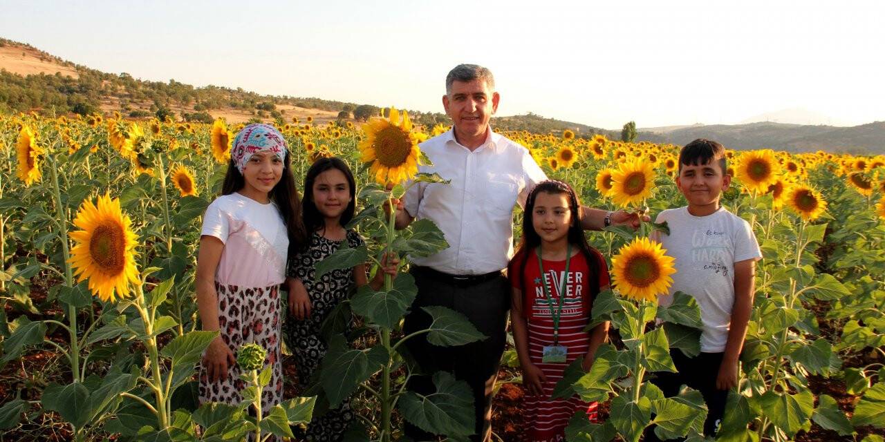 Devletin tohum desteğiyle araziler sarıya büründü
