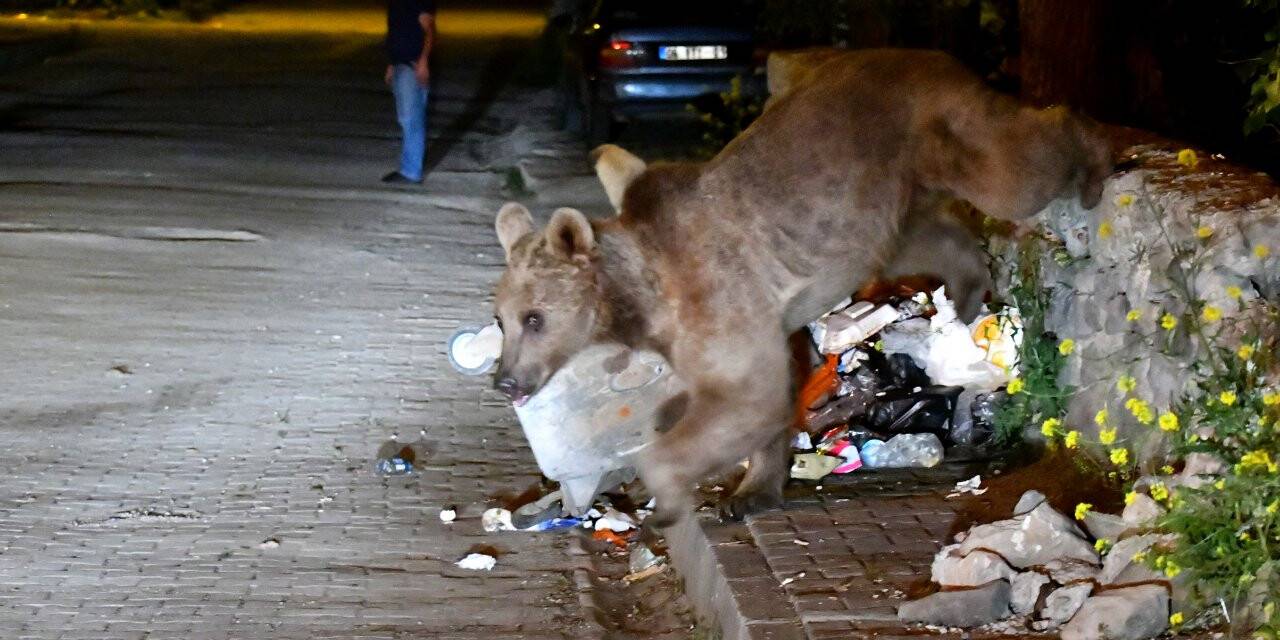 Bozayılar çöplüklerde yiyecek aradı