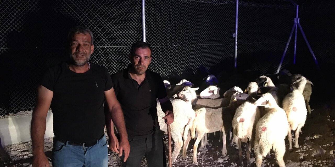 Kaybolan koyunlar bir gün sonra bulundu