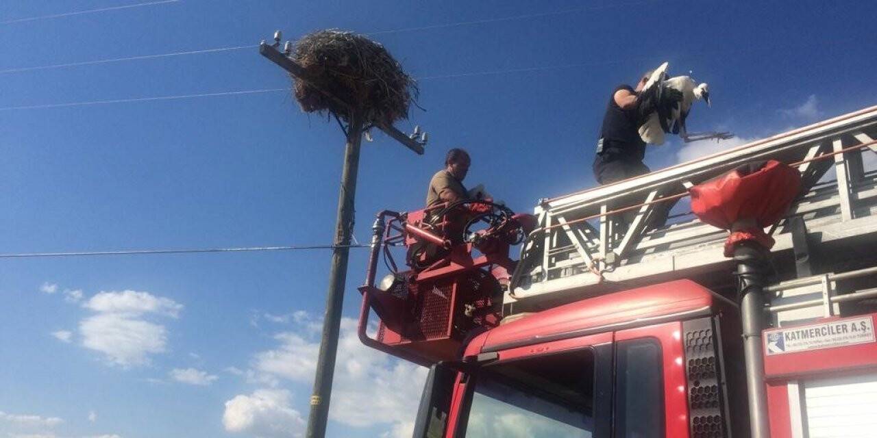Anneleri ölen yavru leylekler koruma altına alındı