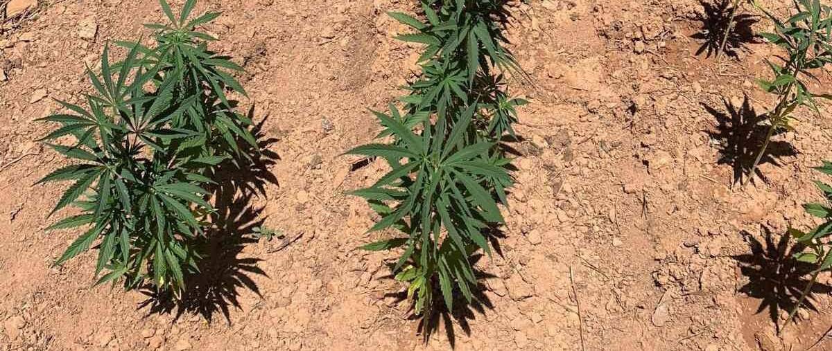 Ormanlık alanı kenevir bahçesine çevirmişler