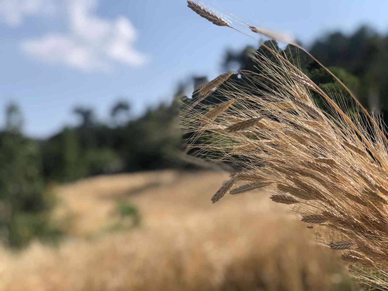 Binlerce yıllık geçmişi olan siyez buğdayını Kozan’da yetiştirdi