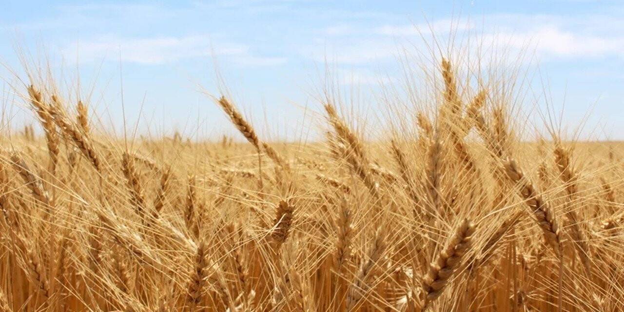 Tarladan 8 ton buğdayı hasat ederek çalan şüpheliler yakalandı