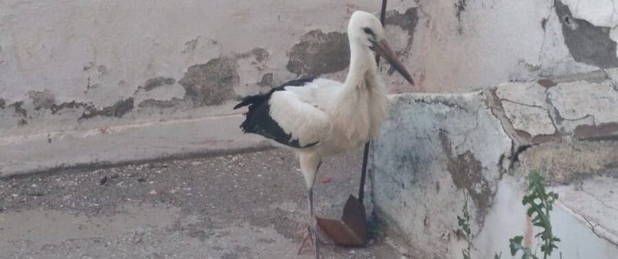 Yuvasından düştü, itfaiye kurtardı