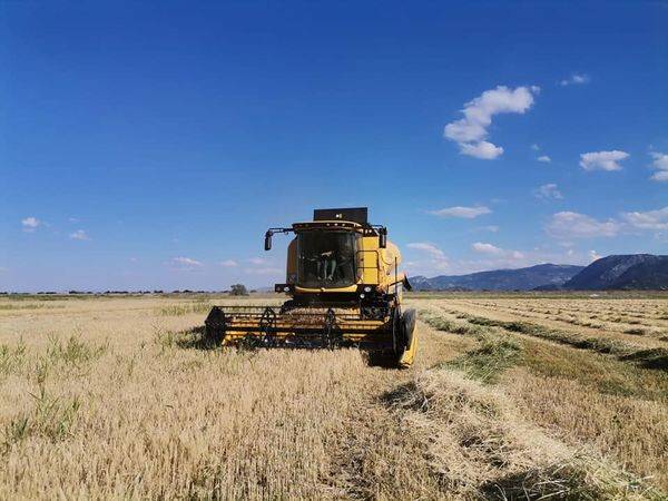 Belediye arazilerinde arpa hasadı yapıldı