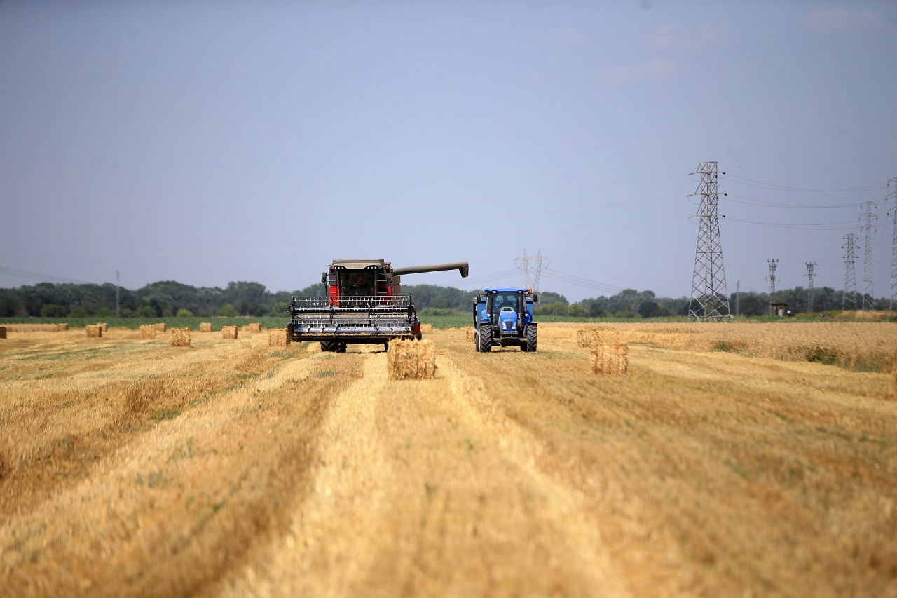 Trakya'da sertifikalı buğday tohumu verimiyle öne çıkıyor