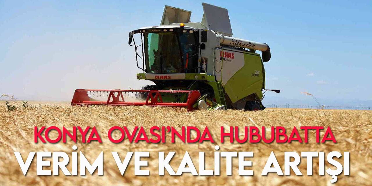 Konya Ovası'nda bu yıl hububat ürünlerinde verim ve kalite arttı