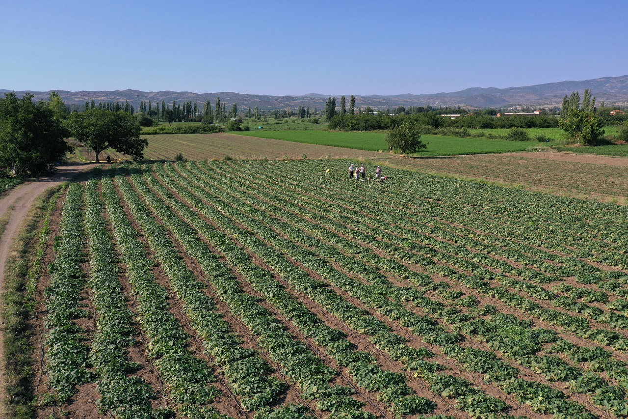 Üretim alanı artan "Sındırgı kornişonu"nda hasat başladı