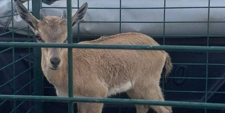Sulama kanalına düşen yavru yaban keçisi boğulmaktan kurtarıldı