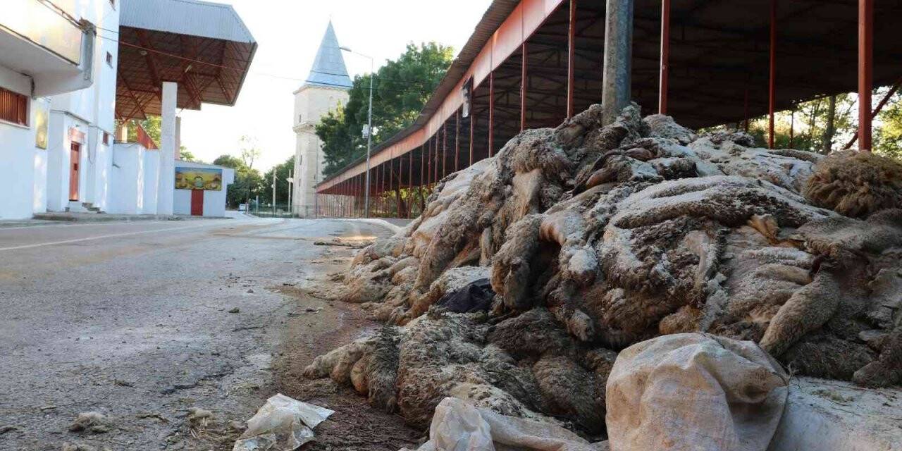 Kurban derileri Kırkpınar Er Meydanı’nda kokmaya başladı