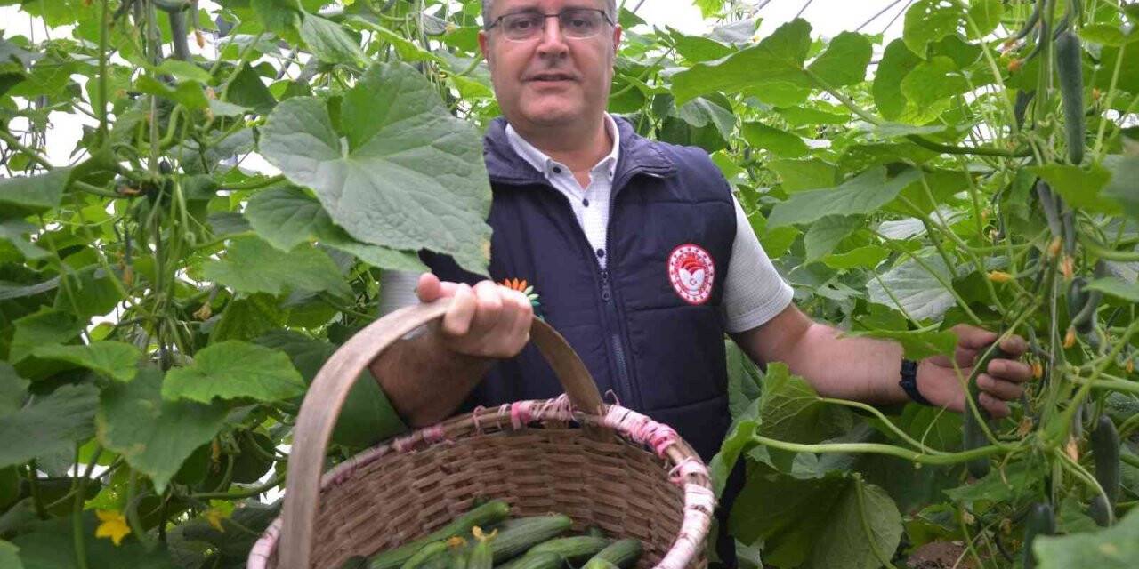 Karadeniz’de seracılık sektörü, verilen destekler ile büyüyor