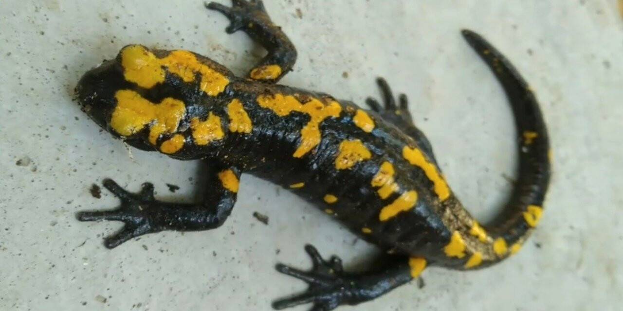 Nesli tehdit altında olan ’sarı benekli semender’ Amanoslar’da görüntülendi