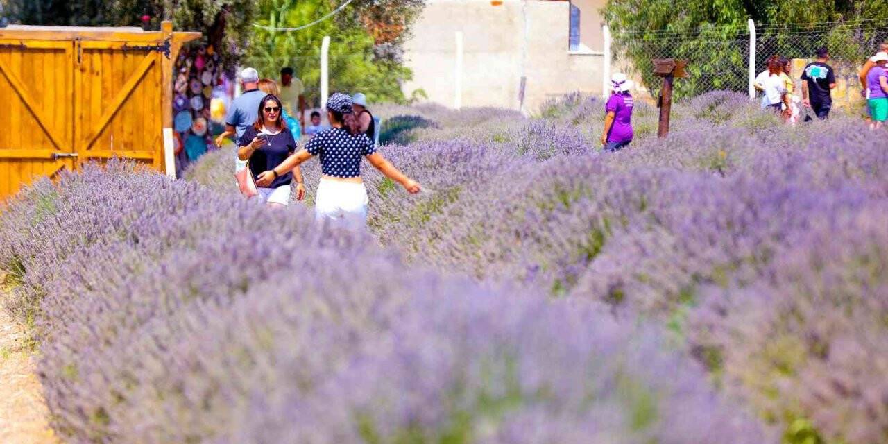 Lavanta Festivali’ne vatandaşlar yoğun ilgi gösterdi