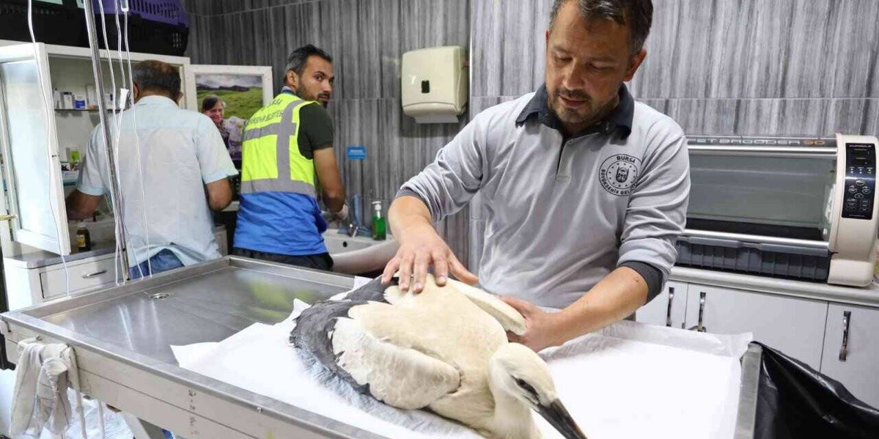 Yaralı leyleğe Büyükşehir şefkati