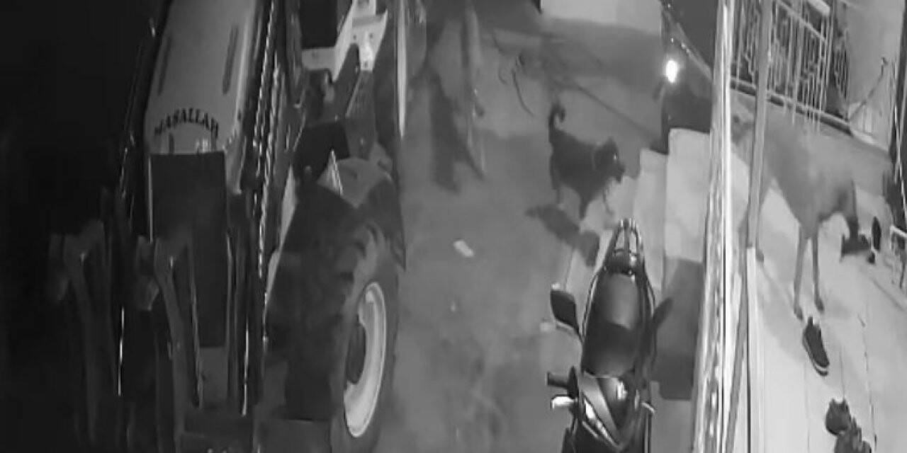 Köpeklerin organize ayakkabı hırsızlığı kamerada