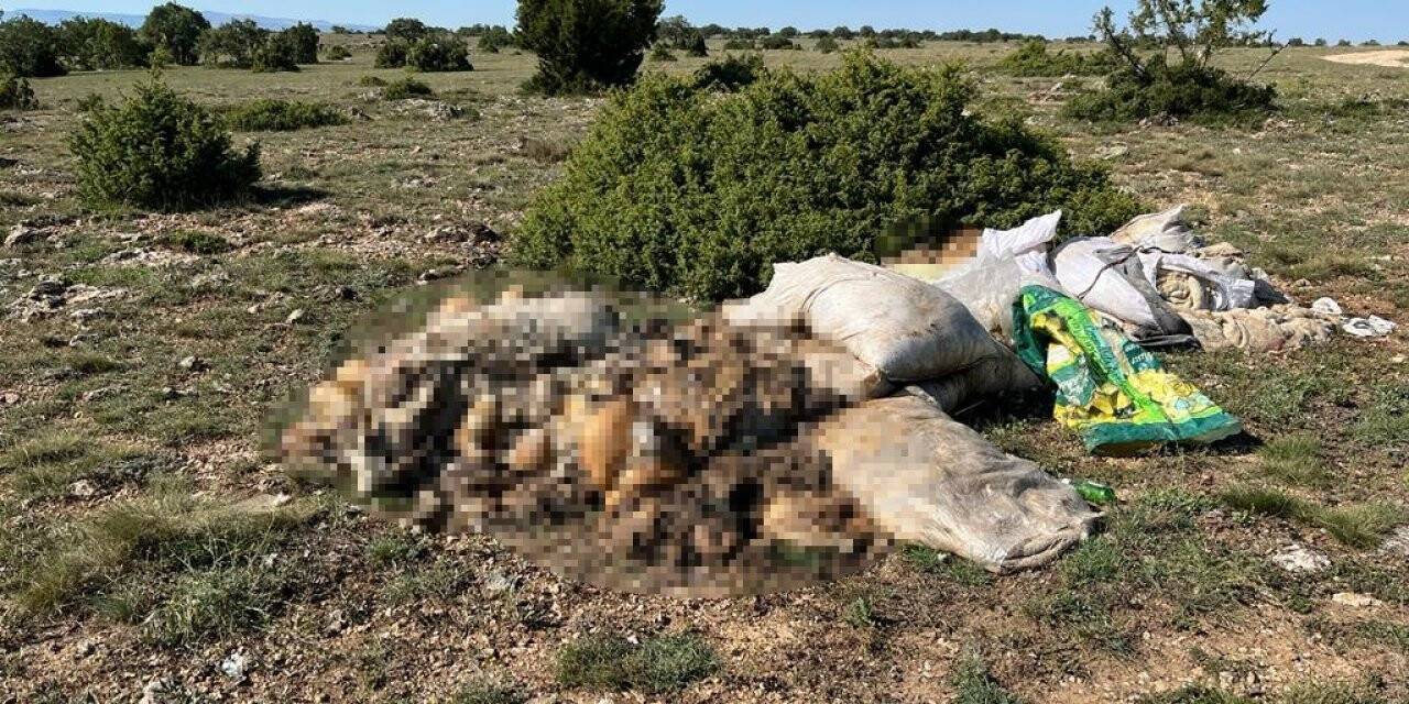 Doğaya bırakılan bir kamyonet dolusu kurban atığı tepki topladı