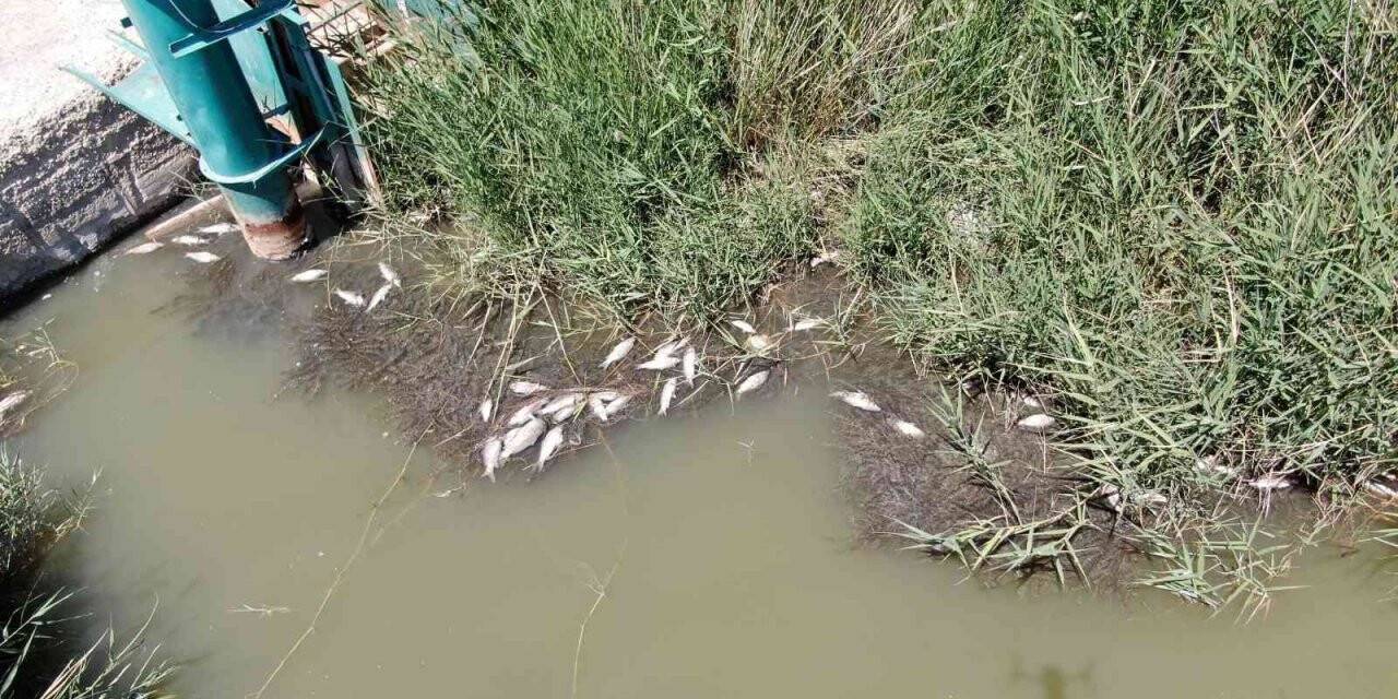 Sivas’ta toplu balık ölümleri tedirgin ediyor