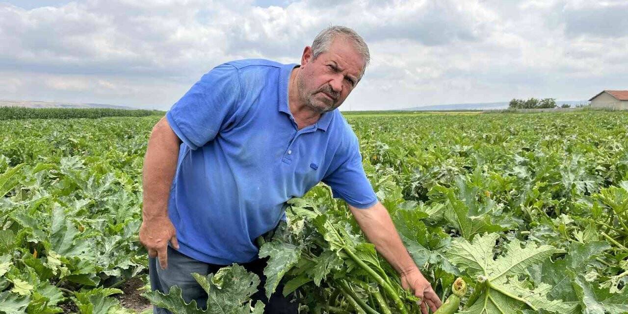 Şiddetli yağışlar çiftçinin bayramını adeta zehir etti