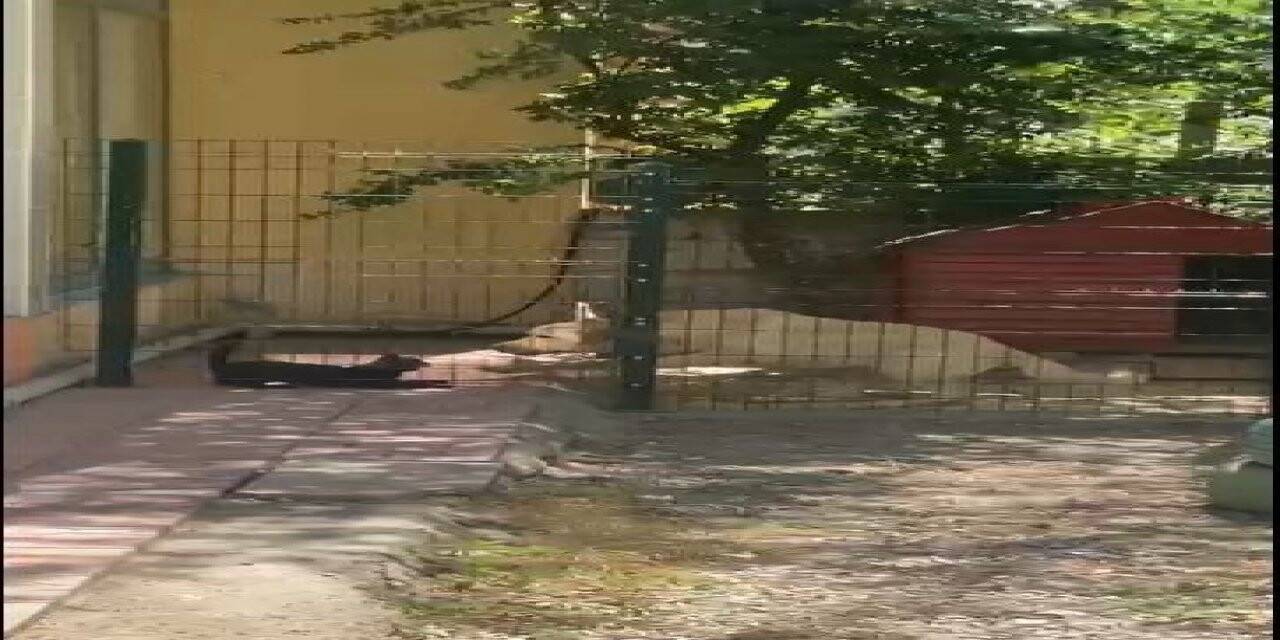 Köpeğin kulübesine giren kedi neye uğradığını şaşırdı