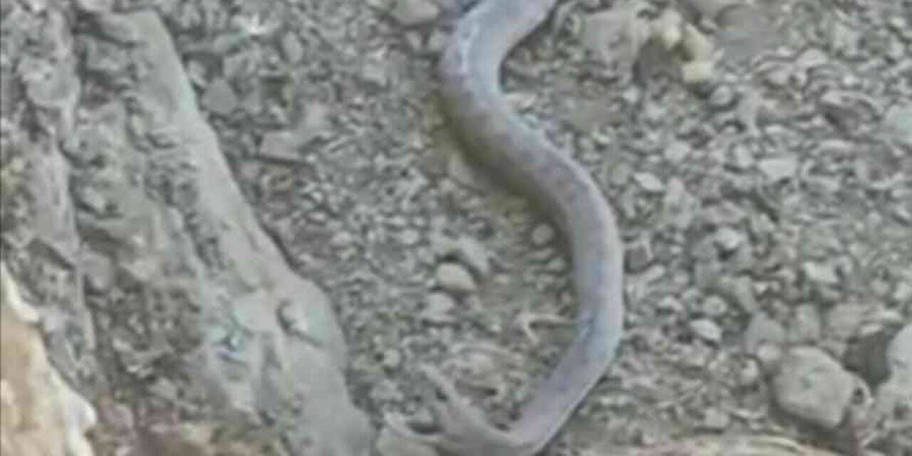 Elazığ’da 2 metrelik yılan ve kaplumbağa birlikte görüntülendi