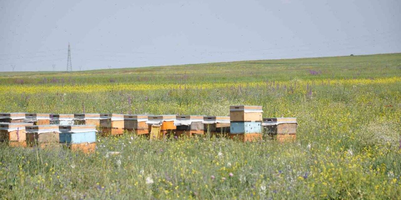 Kars coğrafi işaretli bala doyacak
